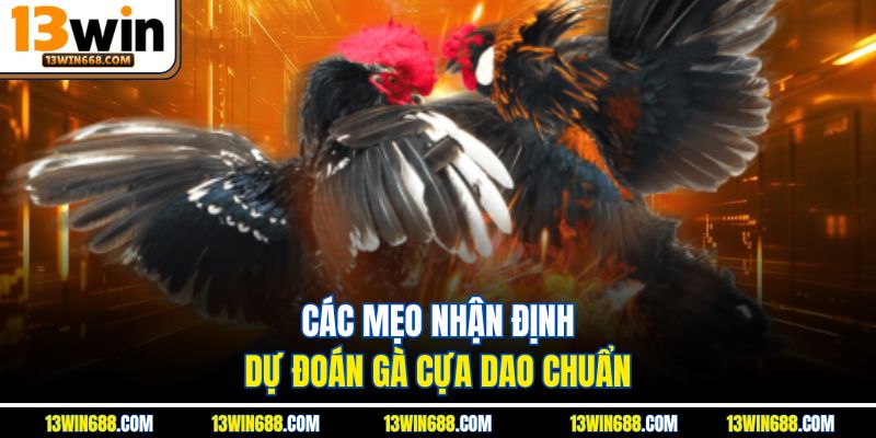 Các mẹo nhận định, dự đoán gà cựa dao chuẩn